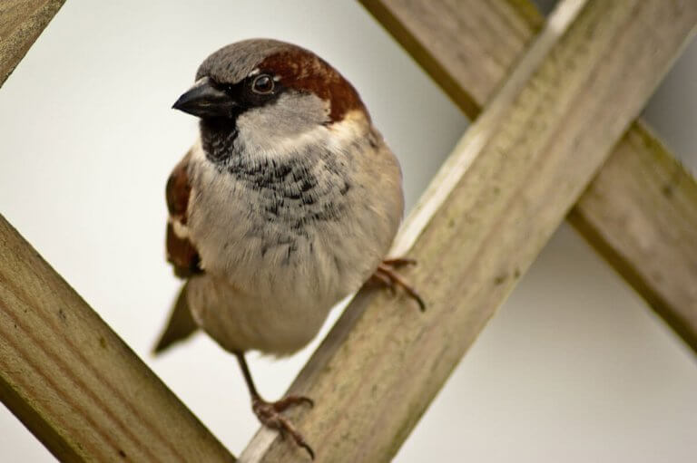 ÖNARCKÉP VERÉBBEL