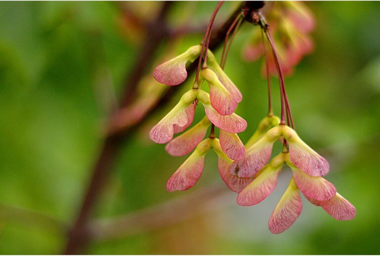 „ÖREGAPÓ LELKE”