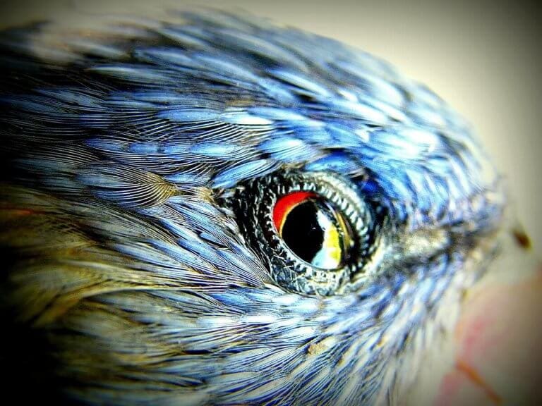 AZ ÁLLATOK HASZNÁRÓL ÉS KÁRÁRÓL