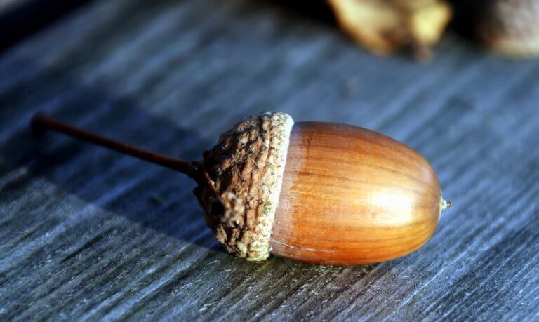 „MIND MAKKOPÁNCSBA BÚ”