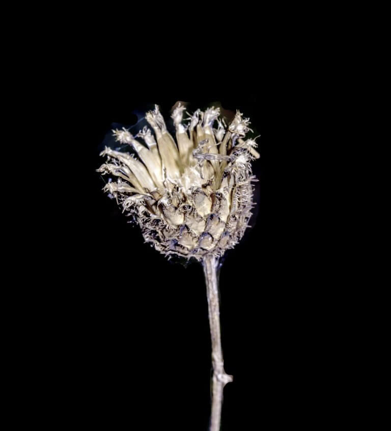 JÁTÉK- ÉS HALÁLVARIÁCIÓK A NOVELLÁBAN