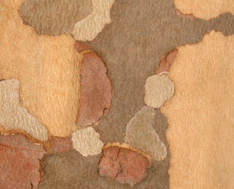 FAKÉREGGYŰJTEMÉNY