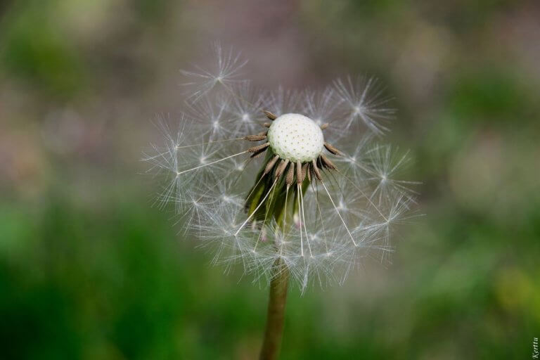 A VADDISZNÓ ÉBRESZTŐÓRÁJA