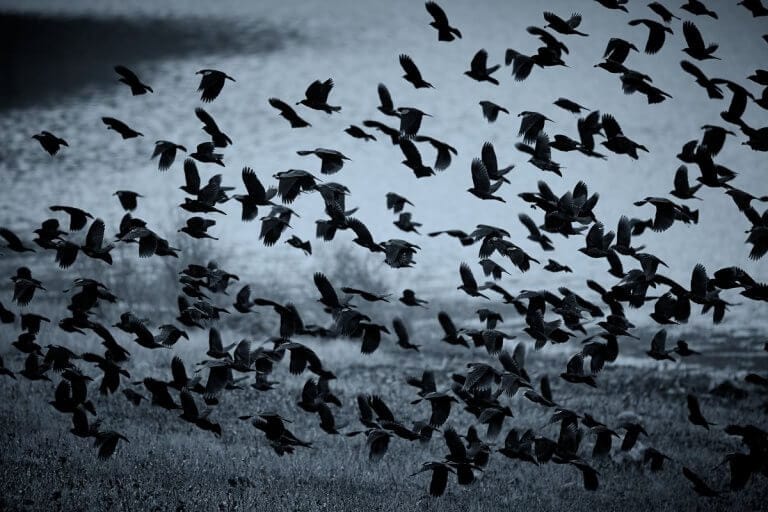 MADÁRHÁZ, HÁZMADÁR