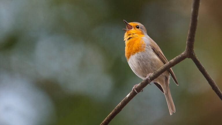 A TENYÉSZET FÖLÖTT