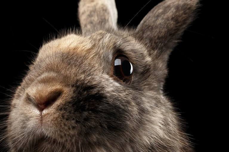 EGY NYÚL VISSZATEKINT