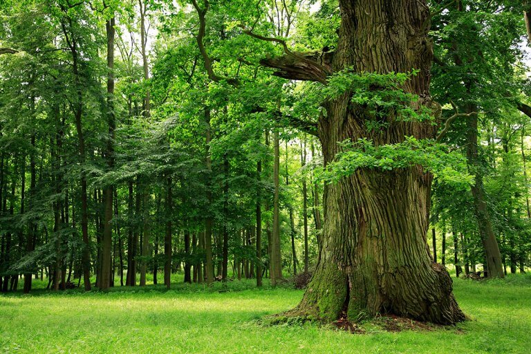 NAGYERDEI TÖLGYEK ALATT