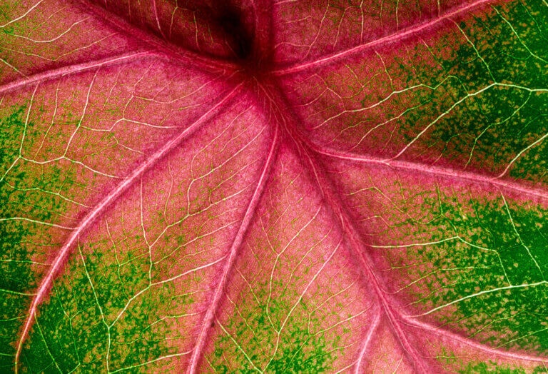 MÉRT NEM VIRÁGOZTÁL MINDEN FALEVELEN?