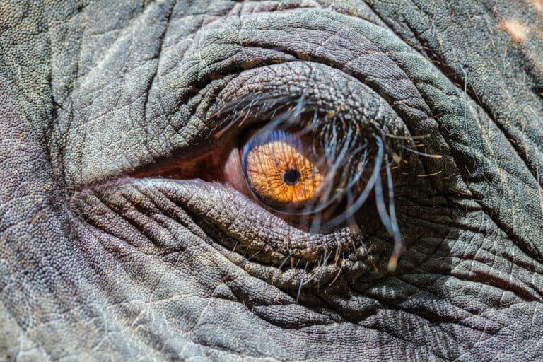 AZ ÖKOPOLITIKA ESÉLYEI