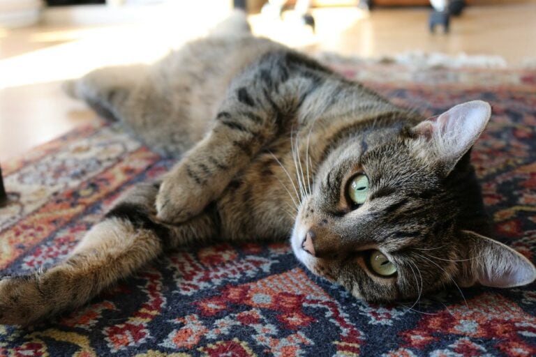 „AHOL A MACSKÁM VAN”