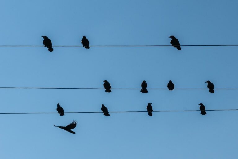 A VERS ÉLETTANA – JÉKELY