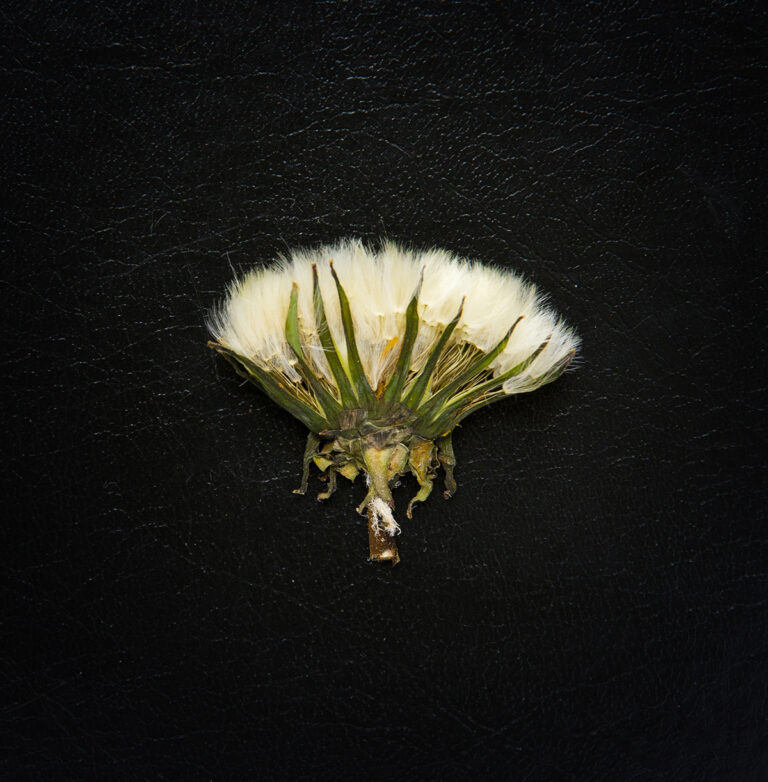 MIRE JÓ AZ ÖKOKRITIKA?