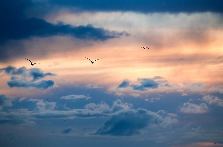 A VÁNDORMADARAK SZABADSÁGA