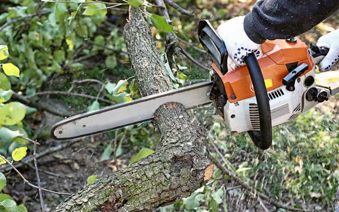 Asheville Tree Service