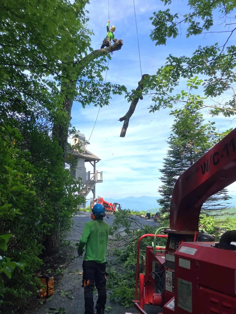 Tree Service for Emergency Tree Removal