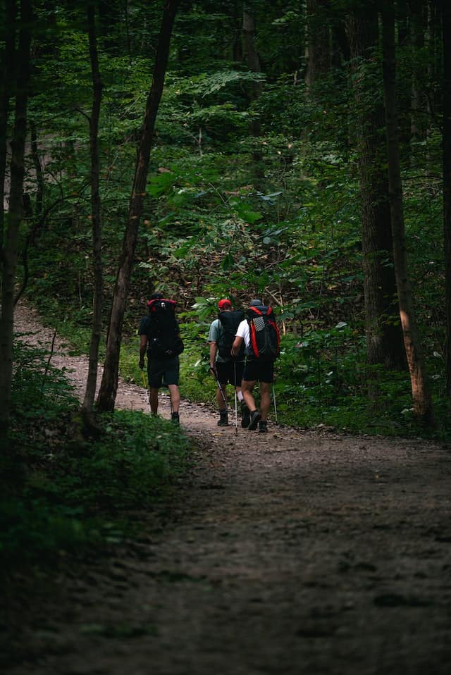 Hiking trail through lush green forest with four backpackers enjoying nature.