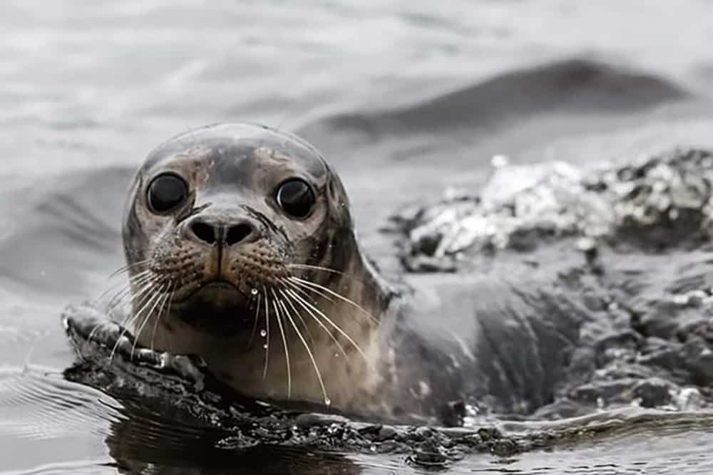 Nova Scotia boat tour - see seals in the water