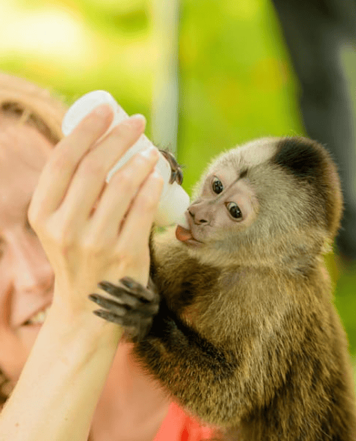 Punta Cana excursions - Monkey house