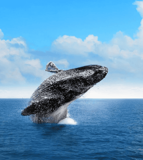 Punta Cana excursions - humpback whale