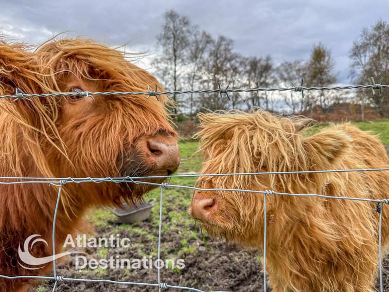 Day tours from Glasgow - Highland cattle