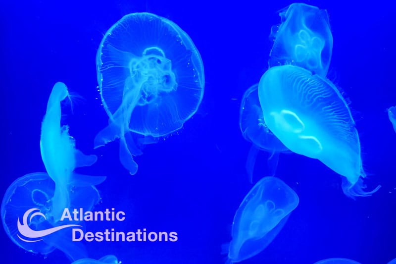 Crystal Coast - NC Aquarium at Pine Knoll Shores - jellyfish