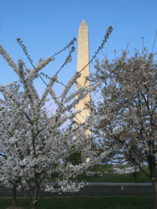 Washington Monument through cherry blossoms