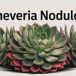 Illustration vectorielle d'echeveria nodulosa rosette graphique