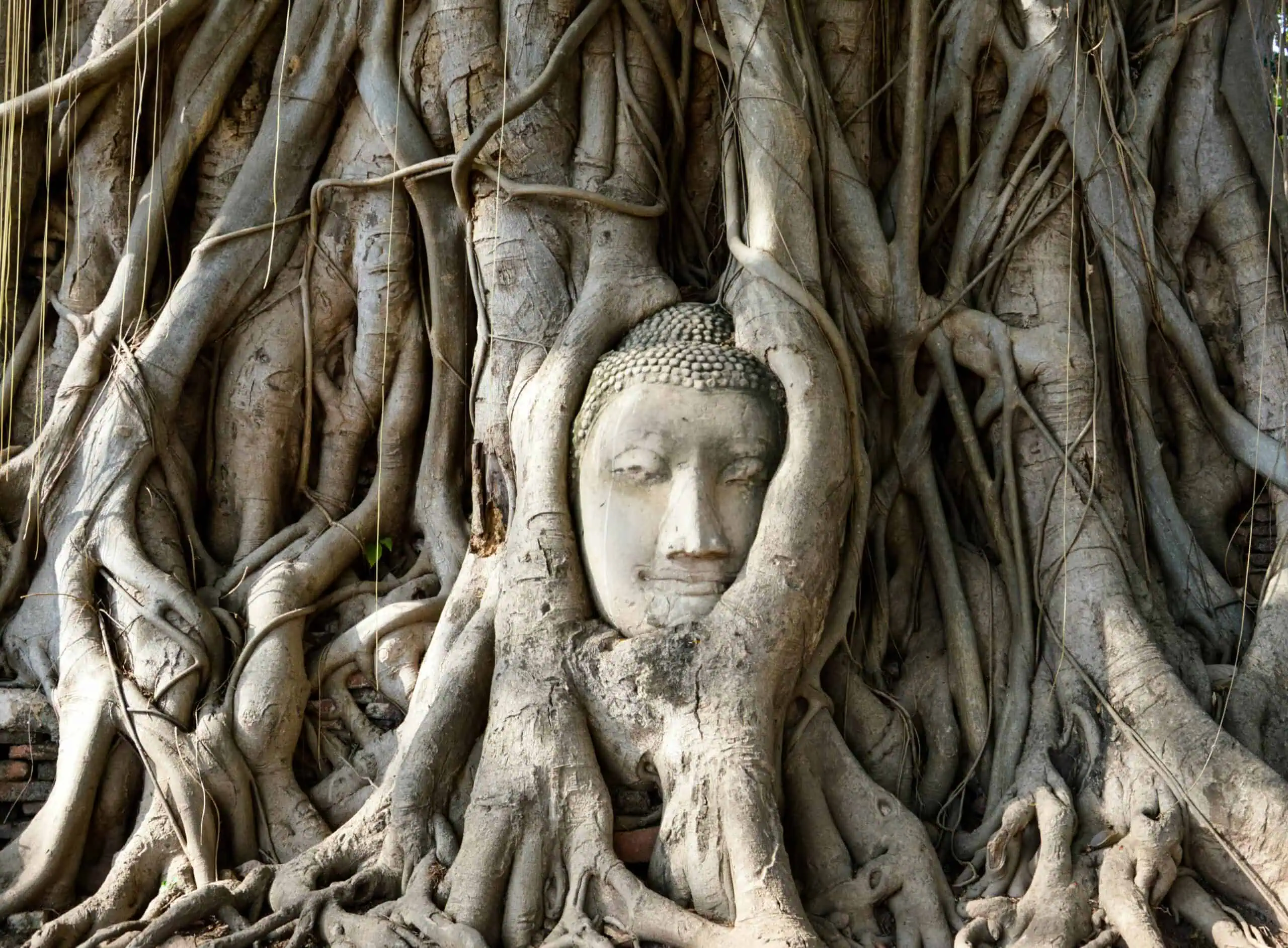 East asian philosophies in nature
