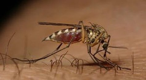 Dai donatori di plasma Avis una terapia per il virus West Nile