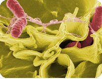 Immagine dei microrganismi che bisogna evitare mangiando: ecco perché le dieci regole alimentari