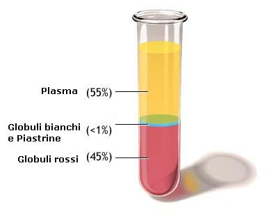 plasma, globuli rossi,globuli bianchi e piastrine