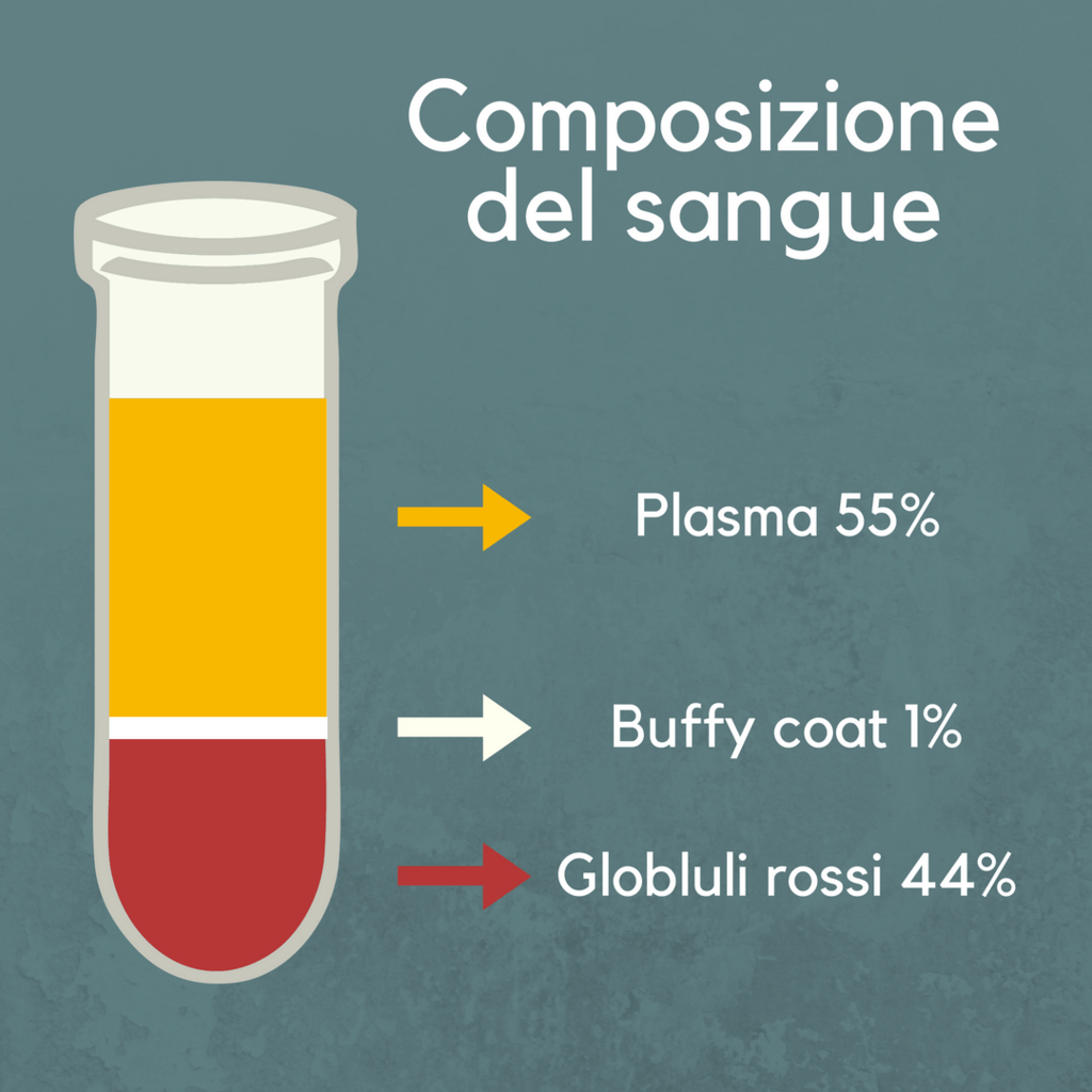 composizione sangue