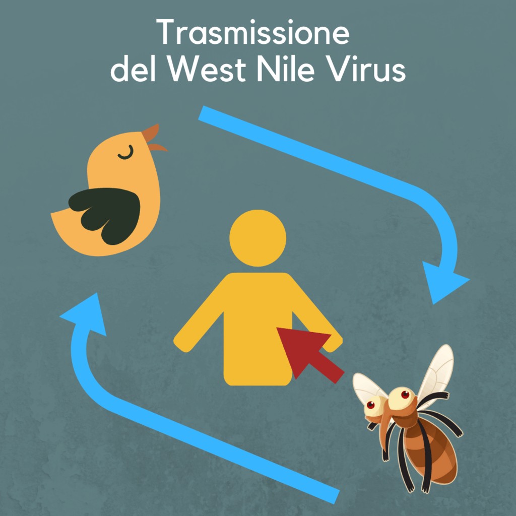 come si trasmette il west nile virus