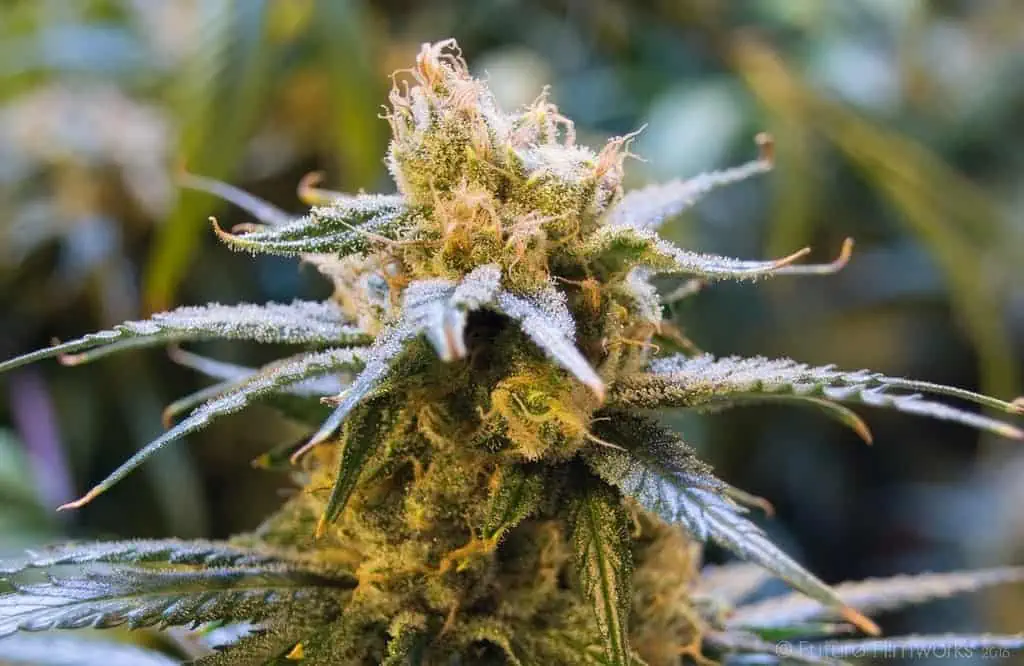 cannabis legale marijuana cbd donazione di sangue