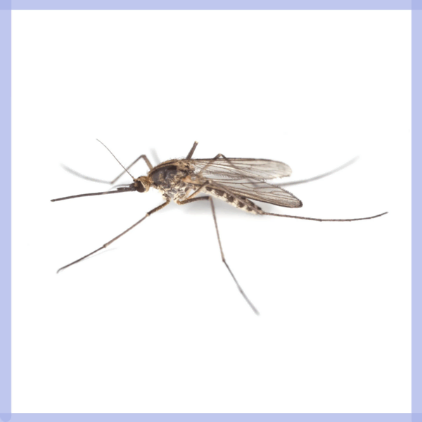 Zanzara culex pipiens