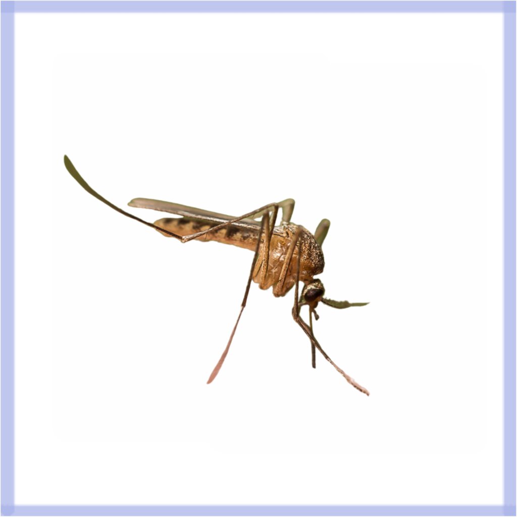 Zanzara culex modestus