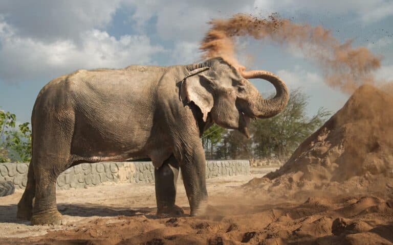 The Impact of Anant Ambani’s Vantara on Wildlife Rehabilitation