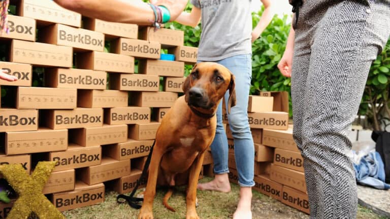 BarkBox Dogs Direct Viral Christmas Ad “Merry Chaos”