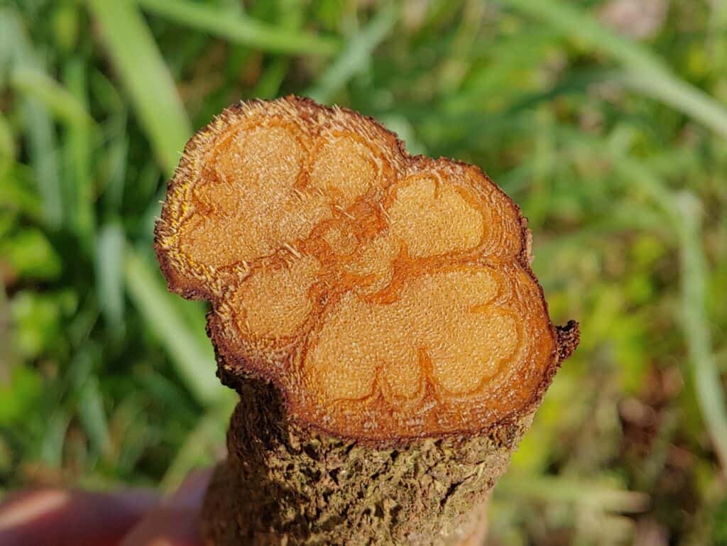 ayahuasca
