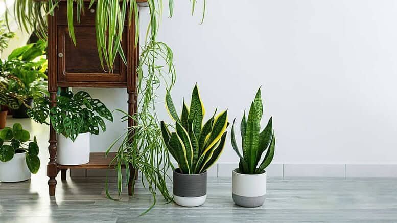 Quali sono le migliori piante da interno