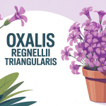 oxalis regnellii triangularis en pot, feuillage papillon, fleurs délicates