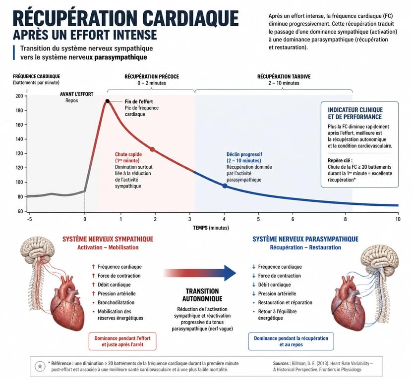 Infographie sur la fréquence cardiaque de récupération et le rôle du système nerveux autonome