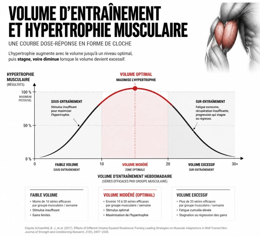 Graphique de la relation entre le volume d'entraînement et l'hypertrophie musculaire pour optimiser le nombre de séries par muscle