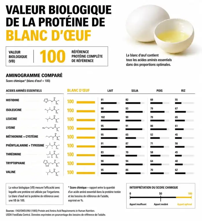 Infographie sur la valeur biologique et les bienfaits de la protéine de blanc d'œuf