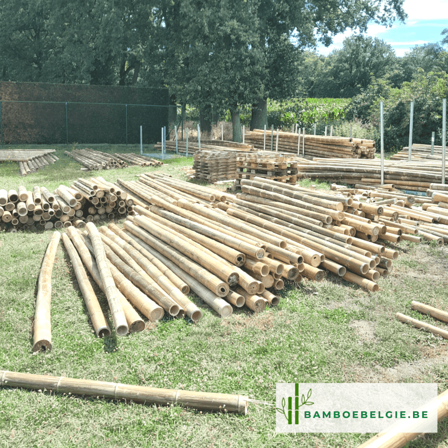 Toonzaal bamboepalen - Bamboe België