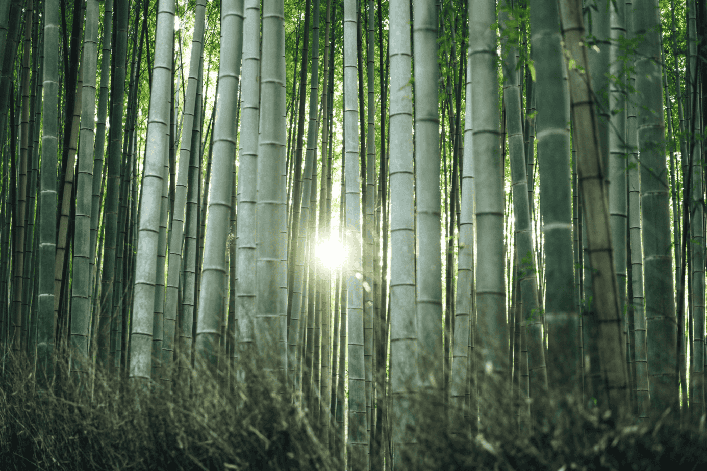 blog bamboe hout van de toekomst- Bamboe België