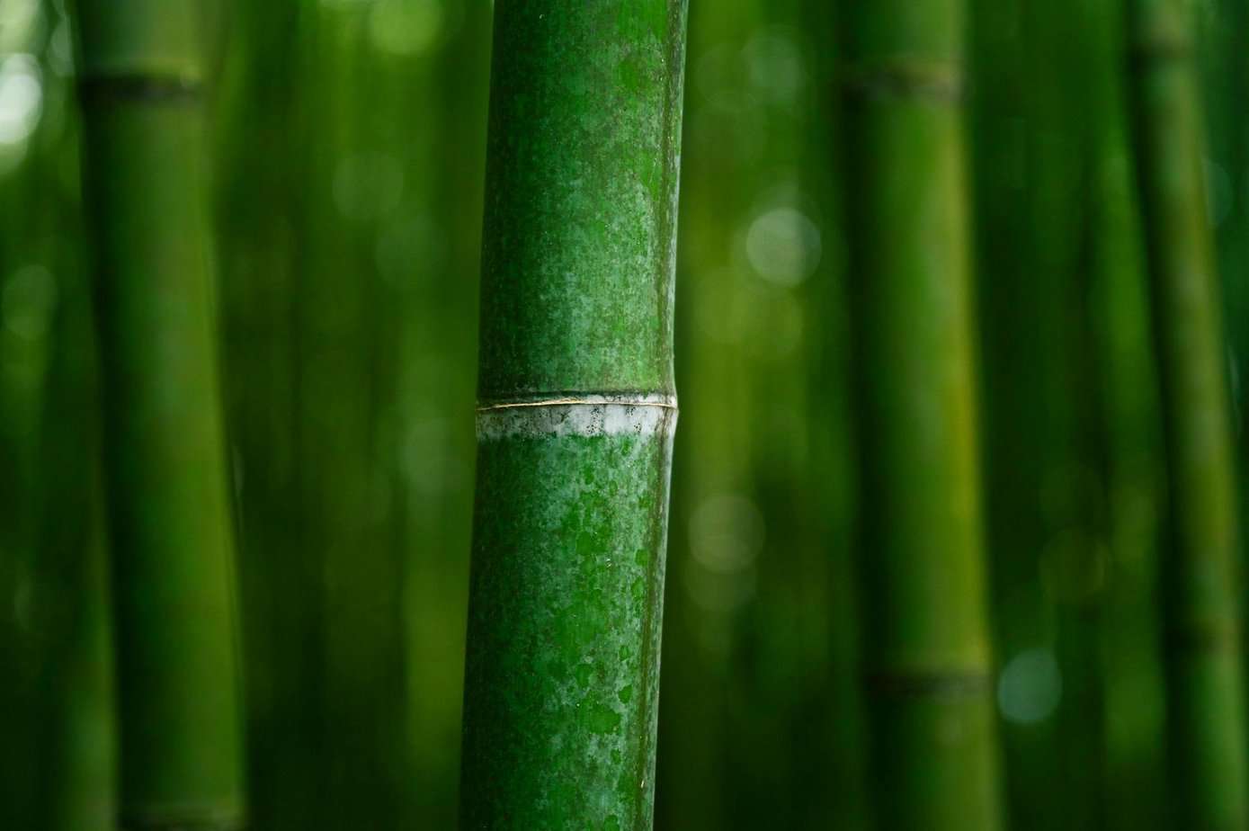 bamboo-green