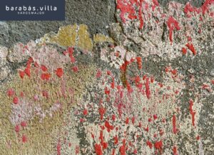 Károlyi Katalin fotókiállításának megnyitója