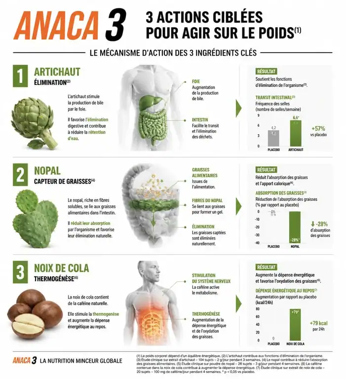 Infographie explicative des bienfaits des ingrédients naturels d'Anaca 3 perte de poids sur le métabolisme.
