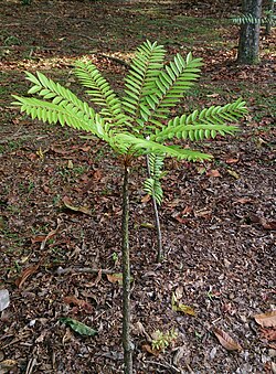 Tongkat Ali (Eurycoma longifolia)